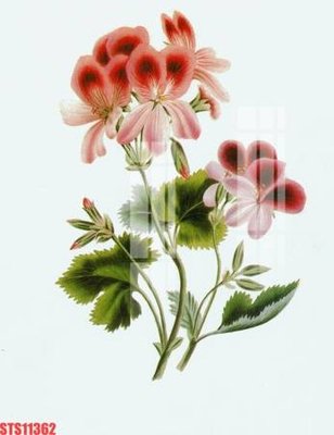 Tải file gốc Tranh sơn dầu phương tây tổng hợp STS11362 (bản PSD) chỉnh sửa được