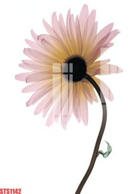 File in trần Tranh sơn dầu phương tây tổng hợp STS1142 (bản gốc) hoa văn