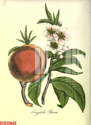 File gốc Tranh sơn dầu phương tây tổng hợp STS12443 (AI/EPS) cho in ấn