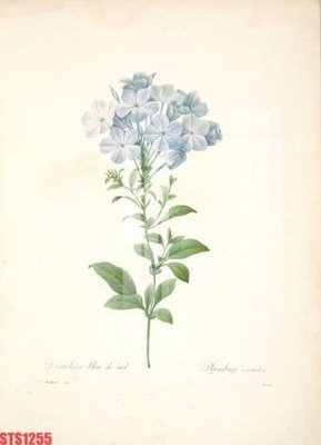 File gốc in ấn Tranh sơn dầu phương tây tổng hợp STS1255 chất lượng vượt trội