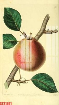 File gốc Tranh sơn dầu phương tây tổng hợp STS1261 (in lụa) tranh mã đáo