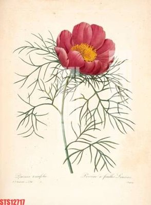 File ảnh Tranh sơn dầu phương tây tổng hợp STS12717 (gốc) in standee