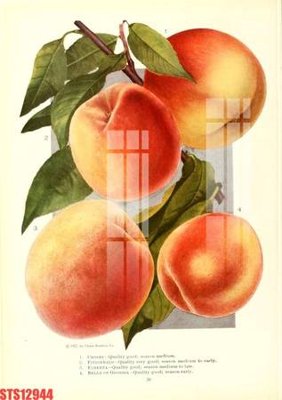 Tải về file tranh gốc Tranh sơn dầu phương tây tổng hợp STS12944 (để in quảng cáo)