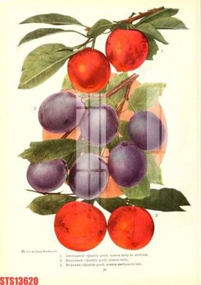 Tải file tranh gốc Tranh sơn dầu phương tây tổng hợp STS13620 chất lượng cao