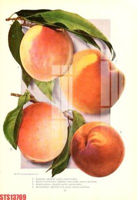 File gốc Tranh sơn dầu phương tây tổng hợp STS13769 (vector) cho in ấn