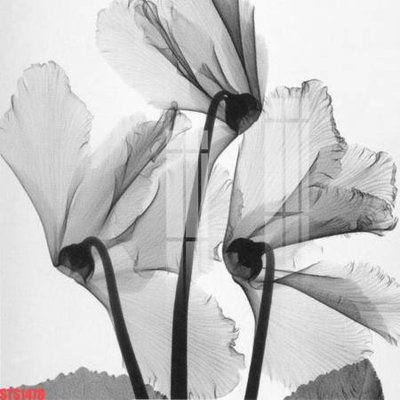 Mua file gốc Tranh sơn dầu phương tây tổng hợp STS1478 (chất lượng) tại Filetranh.com