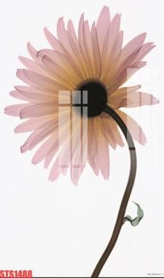 Download file ảnh gốc Tranh sơn dầu phương tây tổng hợp STS1488 để in ấn