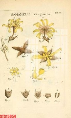 Ảnh gốc Tranh sơn dầu phương tây tổng hợp STS15054 (độ nét cao) in tráng gương