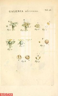 Download file gốc Tranh sơn dầu phương tây tổng hợp STS15423 (in mica) trong suốt