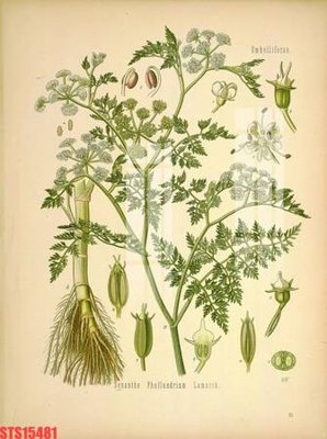 File tranh gốc PSD Tranh sơn dầu phương tây tổng hợp STS15481 còn nguyên layer