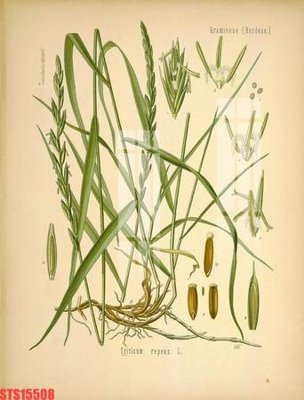 File gốc Tranh sơn dầu phương tây tổng hợp STS15508 (vector) cho in ấn