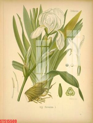 File PSD Tranh sơn dầu phương tây tổng hợp STS15509 (bản gốc) chất lượng nhất