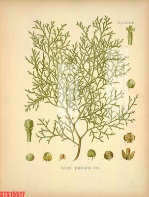 File in ấn Tranh sơn dầu phương tây tổng hợp STS15517 (bản gốc) cao cấp