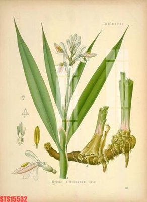 Ảnh gốc Tranh sơn dầu phương tây tổng hợp STS15532 (siêu chi tiết) để in ấn