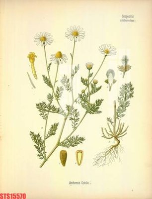 File PSD Tranh sơn dầu phương tây tổng hợp STS15570 (nguyên bản) cho thiết kế