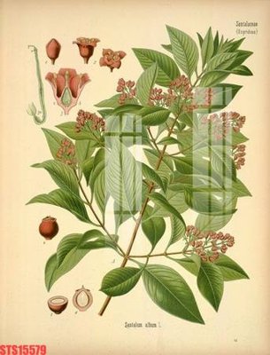 Tải file gốc Tranh sơn dầu phương tây tổng hợp STS15579 (bản PSD) chỉnh sửa được