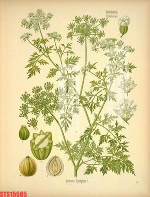 File PSD Tranh sơn dầu phương tây tổng hợp STS15585 (bản gốc) cho nhà in