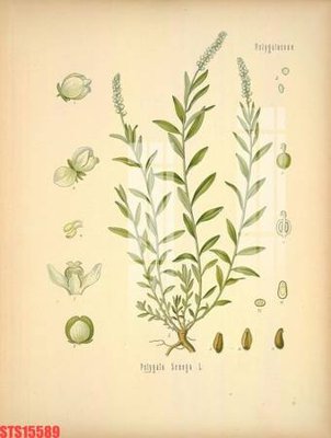 Tải về file gốc Tranh sơn dầu phương tây tổng hợp STS15589 (chuẩn in ấn)