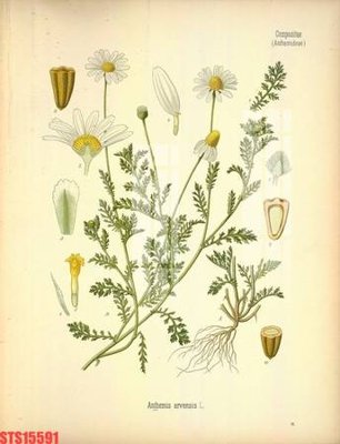 Download file gốc Tranh sơn dầu phương tây tổng hợp STS15591 (in mica) trong suốt