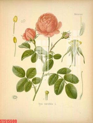 File in trần Tranh sơn dầu phương tây tổng hợp STS15599 (bản gốc) hoa văn