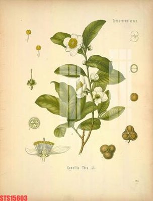 File in trần Tranh sơn dầu phương tây tổng hợp STS15603 (file gốc) phong thủy