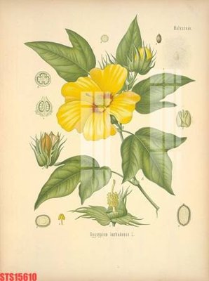 File gốc Tranh sơn dầu phương tây tổng hợp STS15610 (cho in ấn) độc quyền