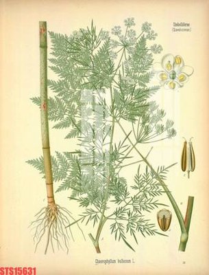 File in trần Tranh sơn dầu phương tây tổng hợp STS15631 (bản gốc) hoa văn