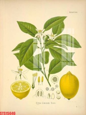 Tải file Tranh sơn dầu phương tây tổng hợp STS15646 (gốc) in ấn chất lượng