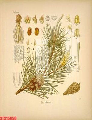 File in trần Tranh sơn dầu phương tây tổng hợp STS15650 (bản gốc) bầu trời