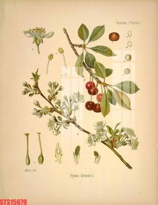 File gốc Tranh sơn dầu phương tây tổng hợp STS15679 (ảnh chi tiết) để in lụa