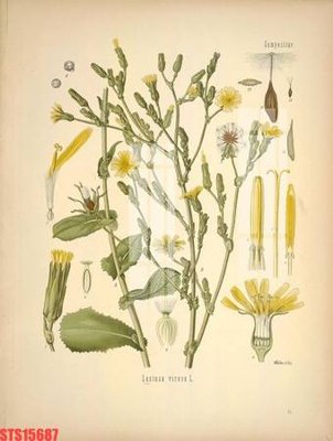 File ảnh Tranh sơn dầu phương tây tổng hợp STS15687 (gốc) in backdrop sự kiện