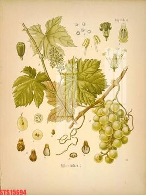 Hình ảnh file gốc in lụa Tranh sơn dầu phương tây tổng hợp STS15694