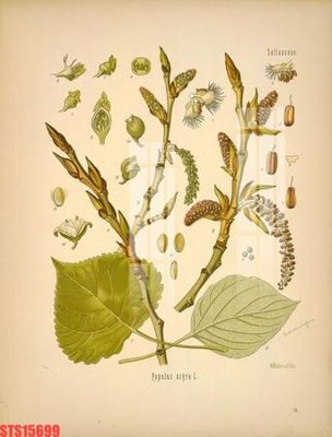 Tải file gốc Tranh sơn dầu phương tây tổng hợp STS15699 (bản PSD) đầy đủ layer