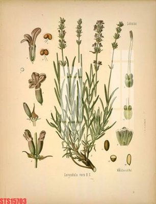 File in trần Tranh sơn dầu phương tây tổng hợp STS15703 (file gốc) hoa văn 3D