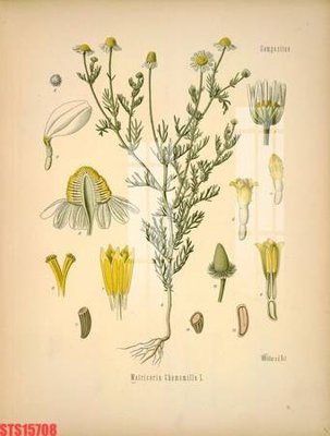 Tải file Tranh sơn dầu phương tây tổng hợp STS15708 (ảnh gốc) file AI/EPS