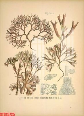 File in trần Tranh sơn dầu phương tây tổng hợp STS15725 (bản gốc) bầu trời