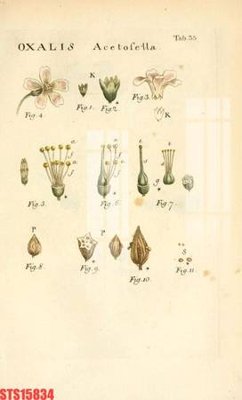 File gốc Tranh sơn dầu phương tây tổng hợp STS15834 (PNG) chất lượng cao