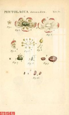 File tranh Tranh sơn dầu phương tây tổng hợp STS15879 (gốc) chủ đề tĩnh vật