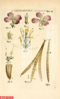 File tranh quảng cáo Tranh sơn dầu phương tây tổng hợp STS16560 (file gốc) chuyên nghiệp