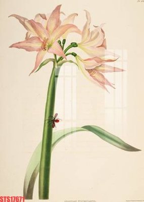 Tải file Tranh sơn dầu phương tây tổng hợp STS17671 (ảnh gốc) file AI/EPS