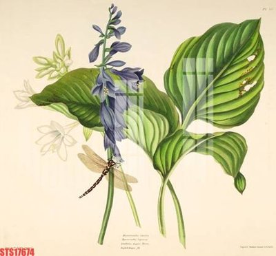 File tranh Tranh sơn dầu phương tây tổng hợp STS17674 (bản gốc) treo quán cafe