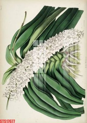 File gốc Tranh sơn dầu phương tây tổng hợp STS17677 (cho in ấn) độc quyền