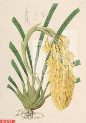 File tranh Tranh sơn dầu phương tây tổng hợp STS17691 (gốc) chủ đề con người