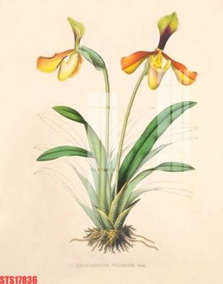 File tranh trang trí Tranh sơn dầu phương tây tổng hợp STS17836 (tải file gốc)