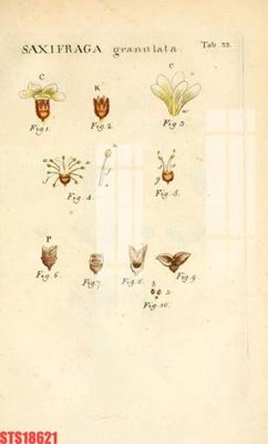 Mua file ảnh gốc Tranh sơn dầu phương tây tổng hợp STS18621 (chất lượng cao)