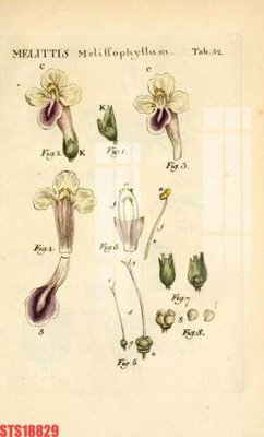 Tải file Tranh sơn dầu phương tây tổng hợp STS18829 (gốc) làm tranh trang trí