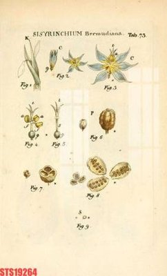 File gốc Tranh sơn dầu phương tây tổng hợp STS19264 (in lụa) họa tiết 3D