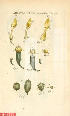 Ảnh gốc Tranh sơn dầu phương tây tổng hợp STS19308 (độ nét cao) in tráng gương