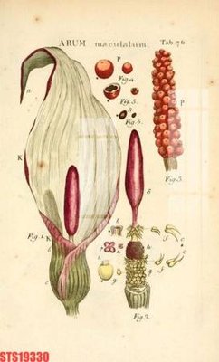 File gốc Tranh sơn dầu phương tây tổng hợp STS19330 (PNG) không nền chất lượng