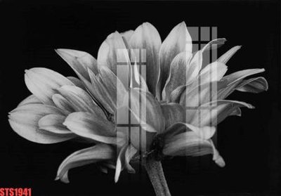 File tranh Tranh sơn dầu phương tây tổng hợp STS1941 (gốc) in film